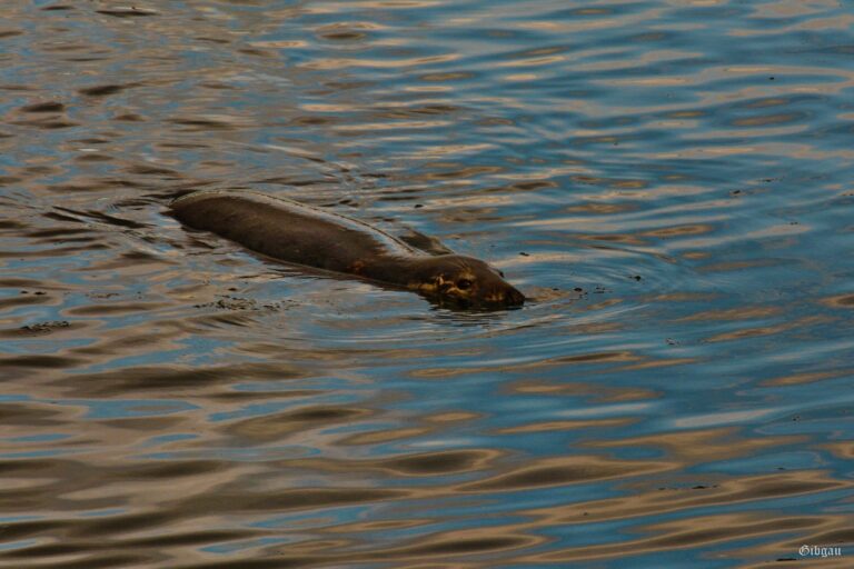 Lire la suite à propos de l’article Seals….and gulls-Eyemouth Harbour–Scotland–August 2022