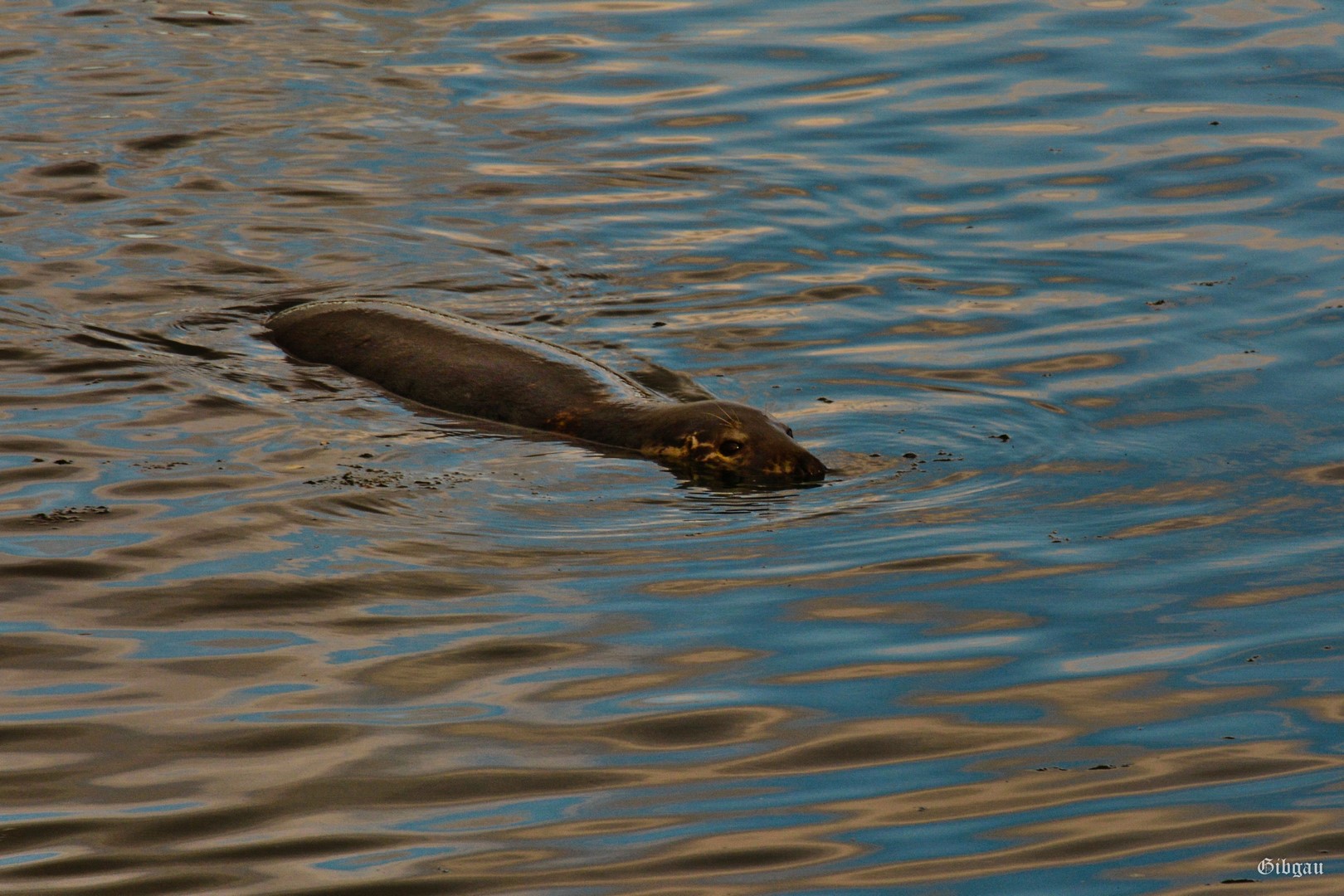 Lire la suite à propos de l’article Seals….and gulls-Eyemouth Harbour–Scotland–August 2022