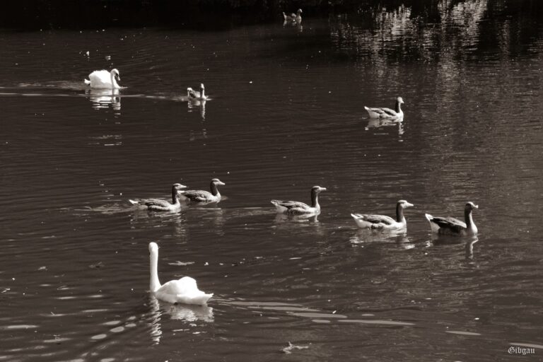 Lire la suite à propos de l’article Swans, Geese and Ducks on River Thames– August 2022