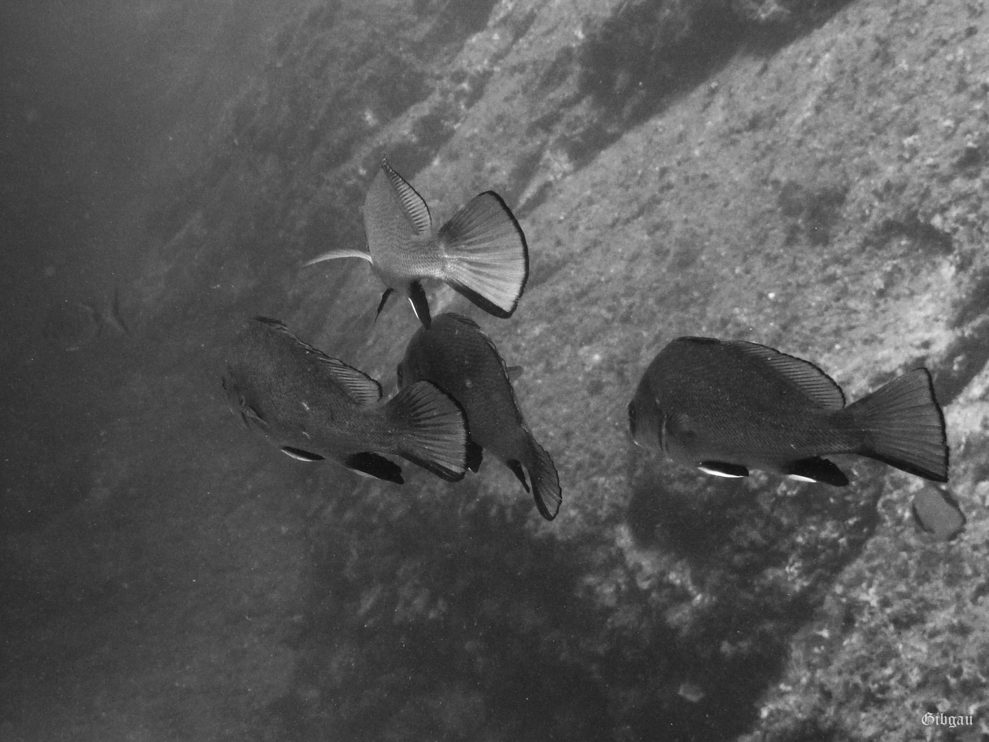 Lire la suite à propos de l’article Cerbère: sur la réserve– Corbs (couleur et noir et blanc)–octobre 2023