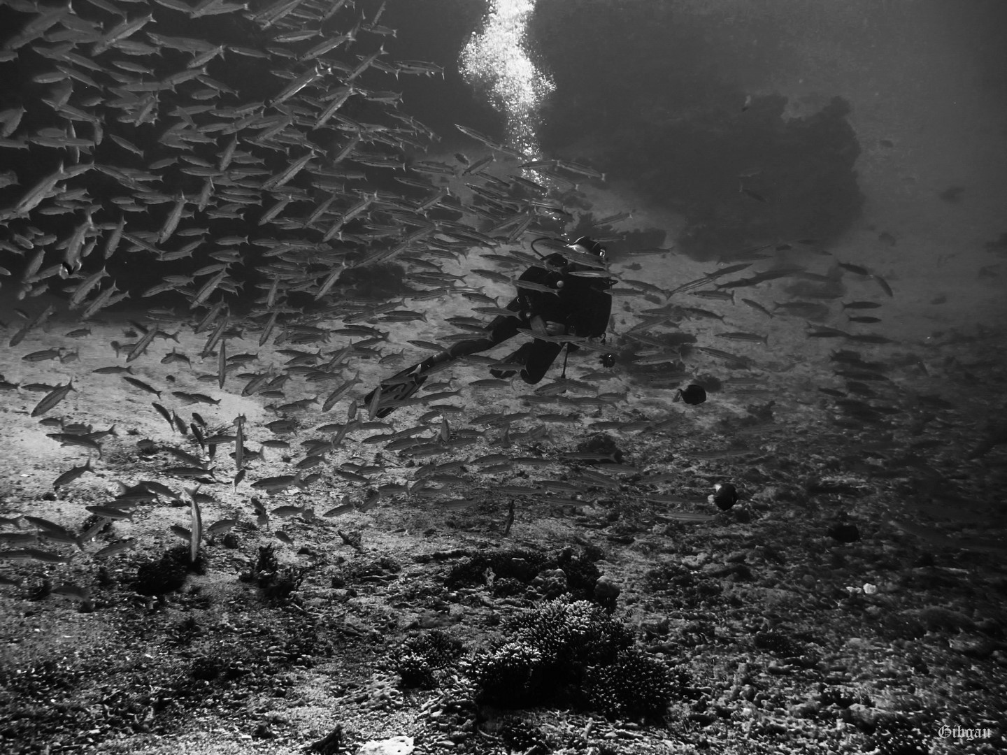 Lire la suite à propos de l’article Marsa Alam-Mer Rouge- 12 2023: plongeuse  et banc (Noir et Blanc)