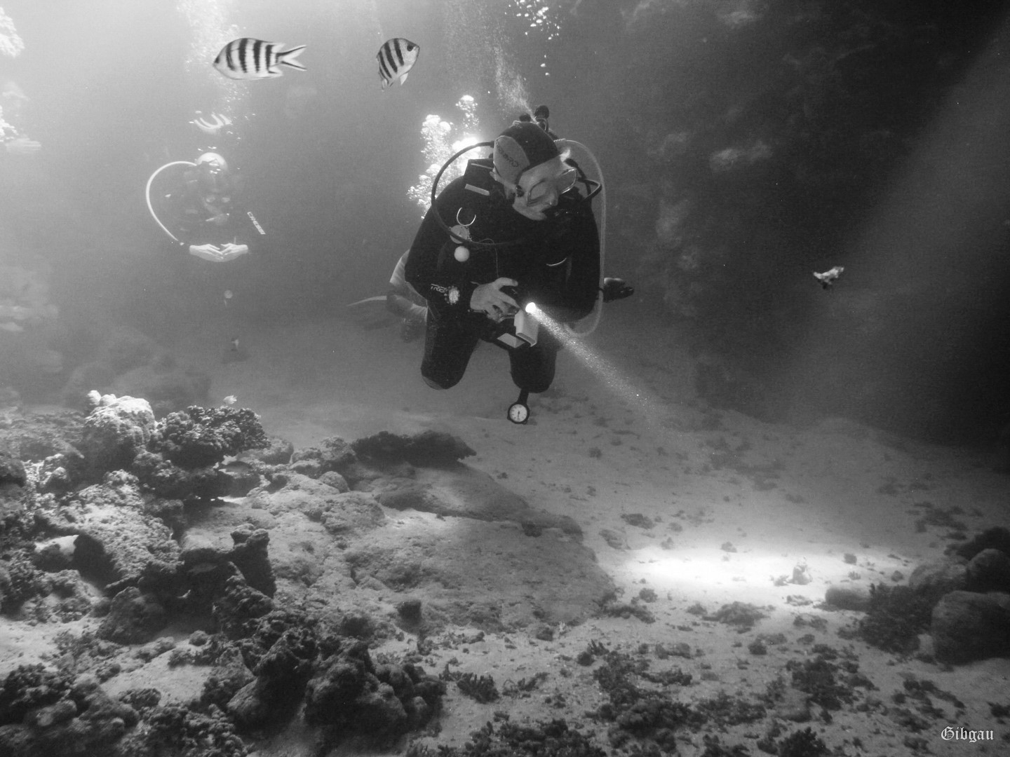 Lire la suite à propos de l’article Marsa Alam, décembre 2023: plongeuses et  plongeurs (Noir et blanc)