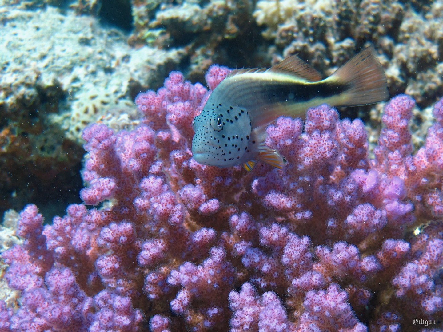 Lire la suite à propos de l’article Marsa Alam :30 Novembre 1er Décembre 2023