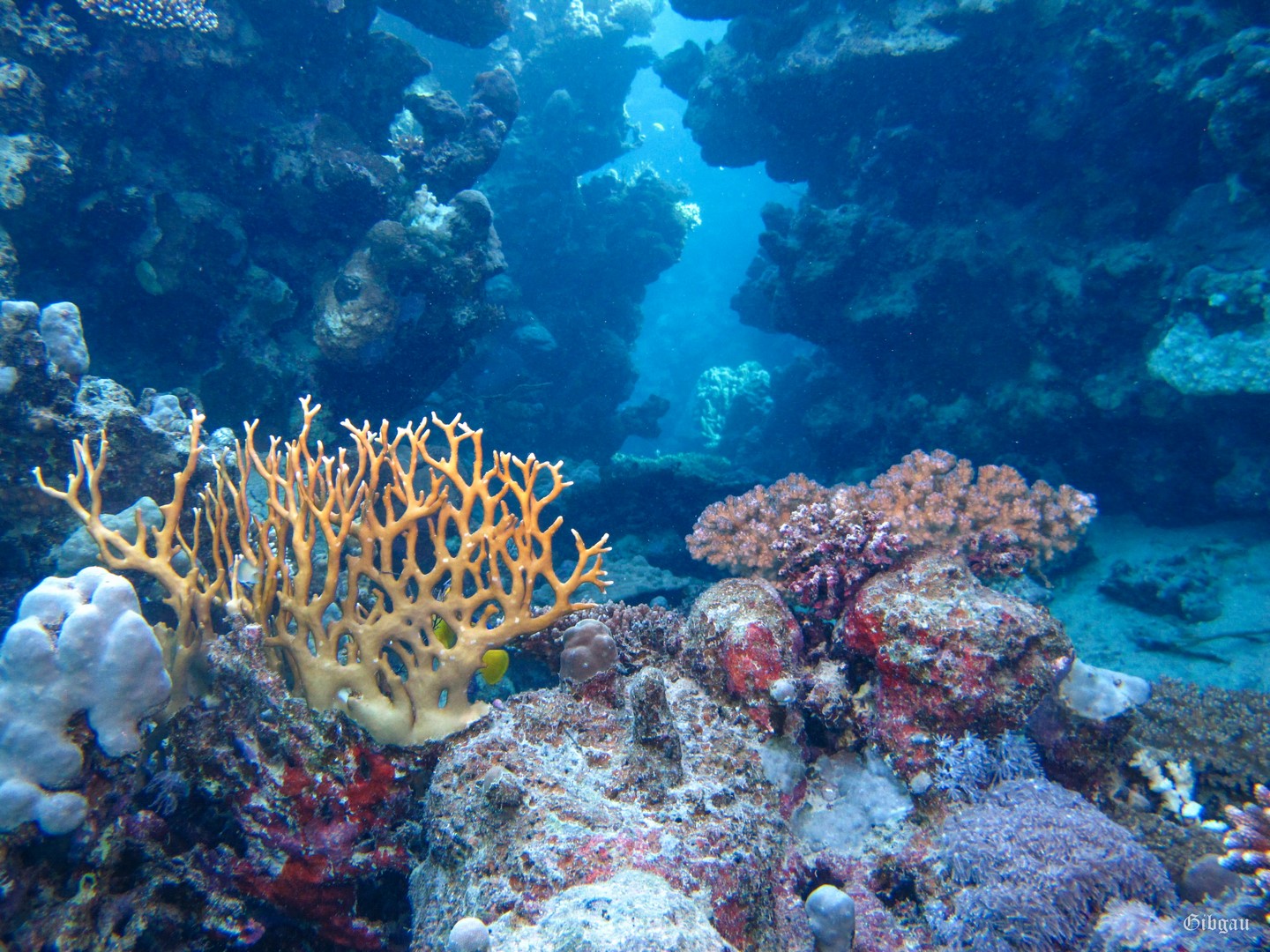 Lire la suite à propos de l’article Marsa Alam–House Reef–27, 29 Novembre 2023