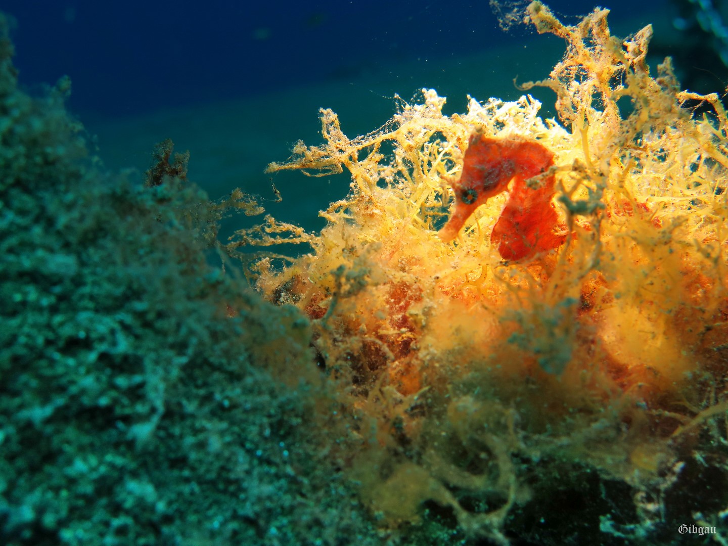 Lire la suite à propos de l’article Hippocampes à museau court ou: sur le sable ya rien à voir!–Puerto del Carmen (Lanzarote)