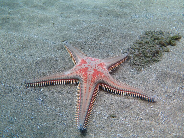 Lire la suite à propos de l’article Lanzarote ou : sur le sable ya rien à voir (suite) juin 2024