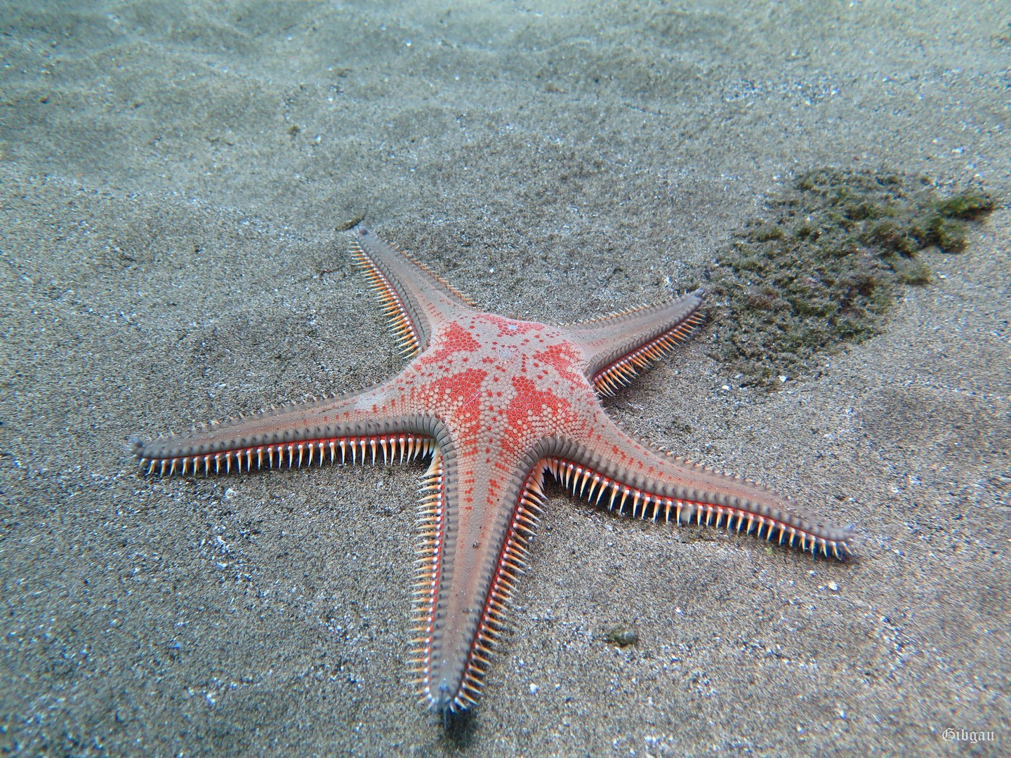 Lire la suite à propos de l’article Lanzarote ou : sur le sable ya rien à voir (suite) juin 2024