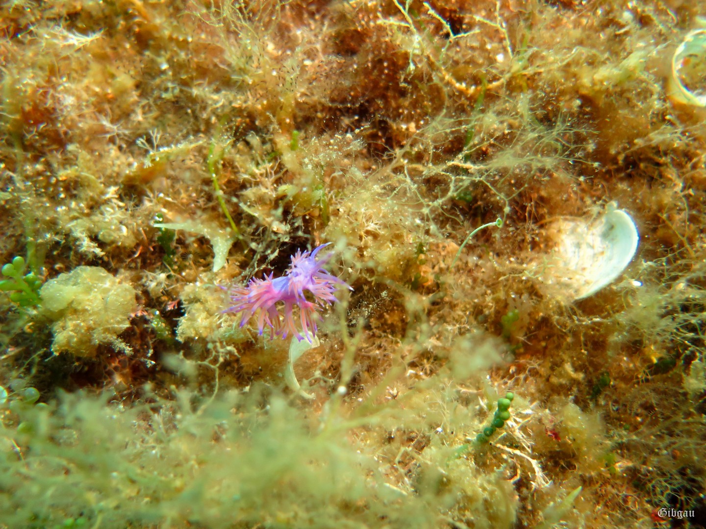 Lire la suite à propos de l’article Le Lavandou (Gabinière, Port Cros)– juin 2024