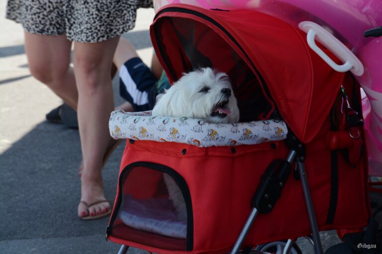 Lire la suite à propos de l’article Mad Englishmen and dogs — UK July 2024