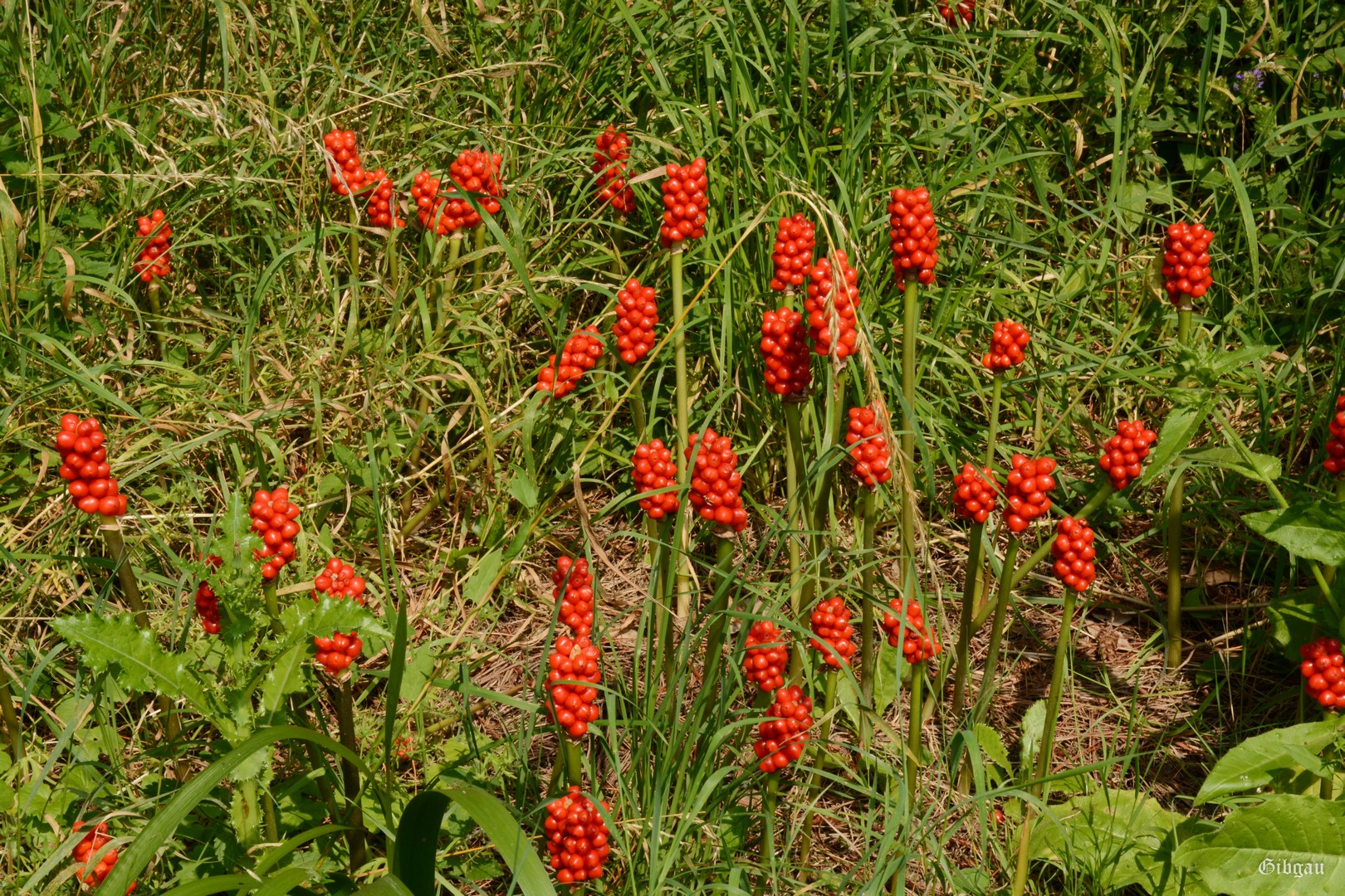 Lire la suite à propos de l’article Abbotsbury subtropical gardens- Dorset -UK-                 July 2024