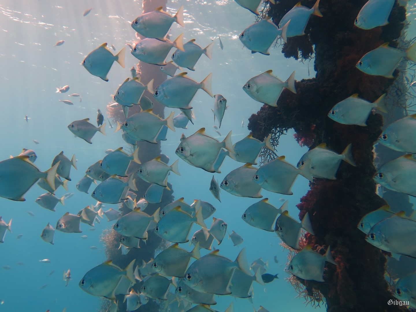 Lire la suite à propos de l’article Sous le ponton (Dimensions bleues -Aqua Mondo-Safaga-Egypte- novembre 2024)