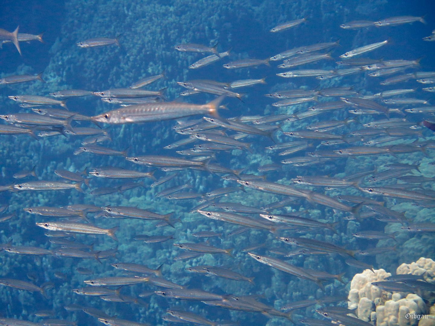 Lire la suite à propos de l’article Shaab Claude et Shaab Sheer–Safaga-Red Sea-1/12/2024
