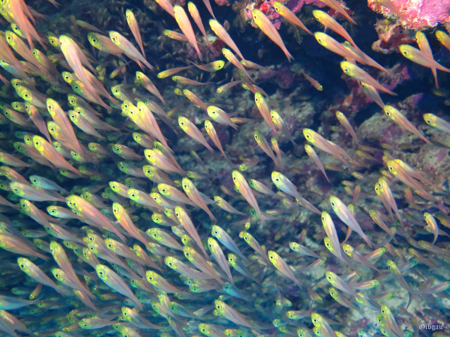 Lire la suite à propos de l’article Tobia Kébir et Tobia Arba- Safaga -Red Sea- 03/12/2024