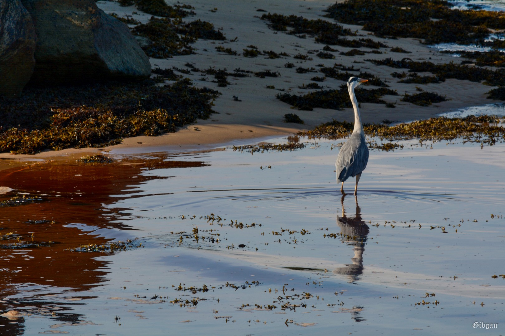 Lire la suite à propos de l’article IRISH HERONS–July 2025.