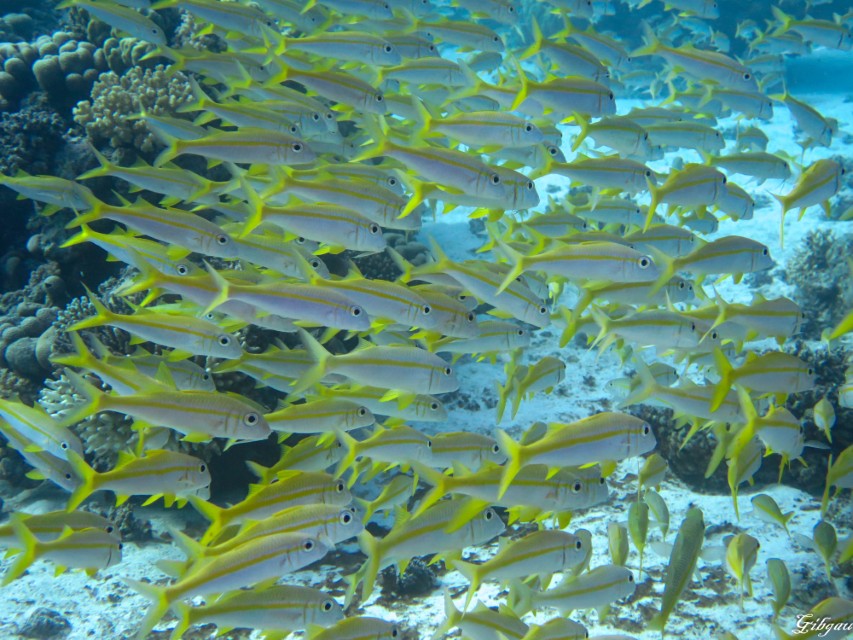 Lire la suite à propos de l’article HURGHADA-Red Sea- November 2025