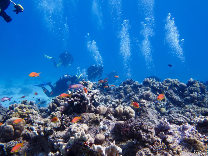 Lire la suite à propos de l’article Hurghada -Red Sea- 27 /11/2025