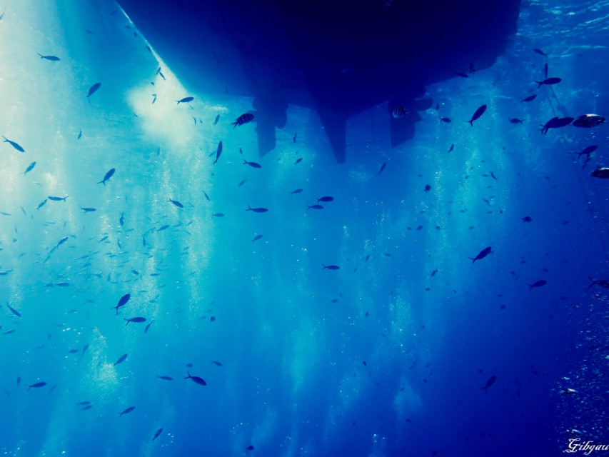 Lire la suite à propos de l’article Hurghada -Mer Rouge-28/11/2025