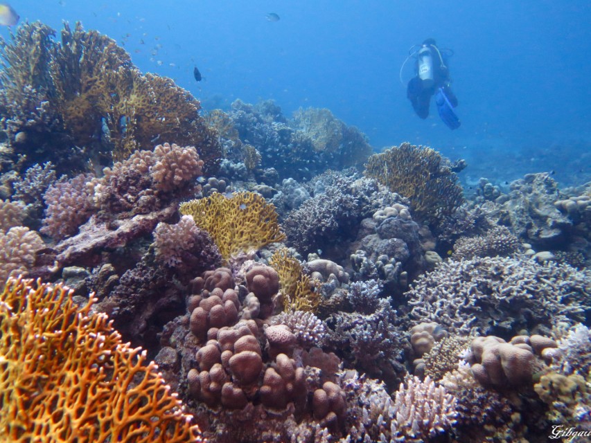 Lire la suite à propos de l’article Hurghada–Mer Rouge–Novembre 2025