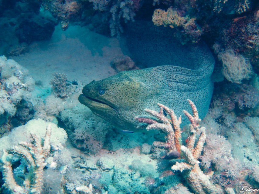 Lire la suite à propos de l’article HUrghada-  1er décembre 2026 : Association